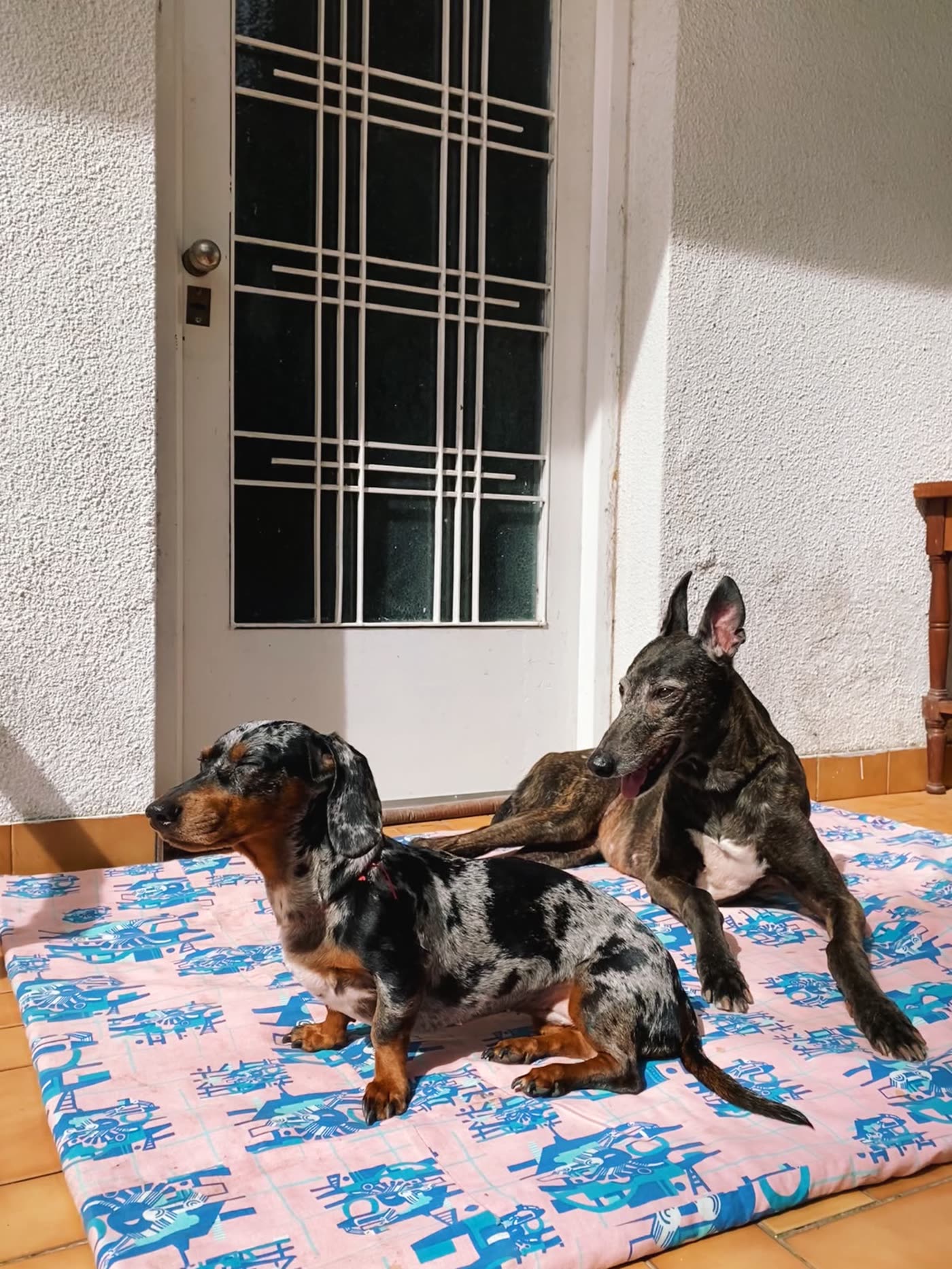 Pripri y Luli tomando sol juntas sobre un colchón, en el patio.